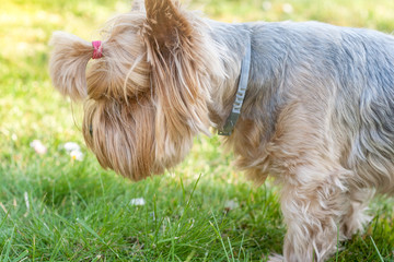 Młody pies york na zielonej trawie