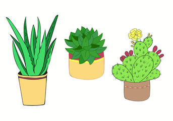 a set of three succulents - aloe, echiveria, prickly pear. potted indoor flowers. Vector houseplant