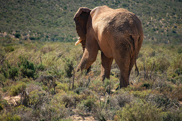 Elefant in Afrika