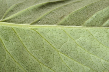 green leaf texture
