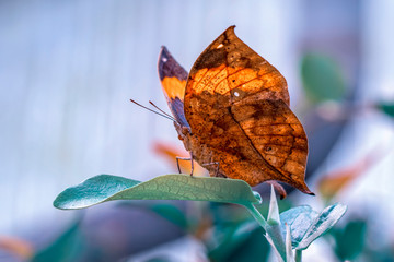 Dead leaf butterfly , Kallima inachus, aka Indian leafwing, standing wings folded on a bamboo branch, dead leaf imitation.