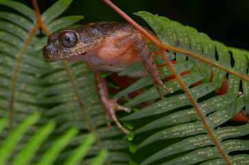image of a Kinabalu Slender Litter Frog on fern in the rainforest of Borneo 