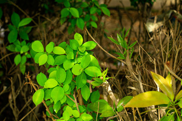 green plant in the garden