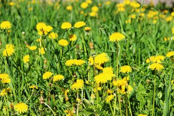 floral background of yellow dandelions. bright yellow dandelions on the green lawn.