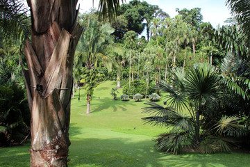 in the singapore botanic gardens