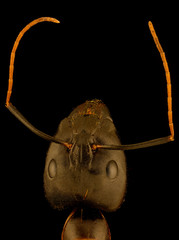 extreme macro image of a ant