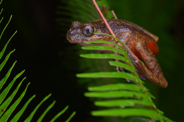 image of a Kinabalu Slender Litter Frog on fern in the rainforest of Borneo 