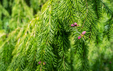 Young pink males pine cones on Picea omorika branch. Beautiful spruce with shot green needles. Sunny day in spring garden. Nature concept for design. Close-up. Selective focus. Place for your text.