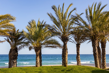 Nice palm trees on the beach in village Sant Antoni de Calonge, Costa Brava, Catalonia of Spain