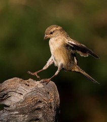 Fototapeta premium wild birds