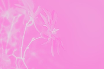 Fototapeta premium Magnolia flowers on a pink background, toned, copy space