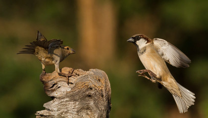 wild birds