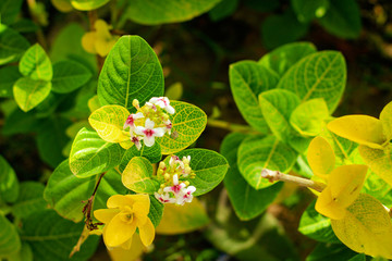 butterfly on a flower
