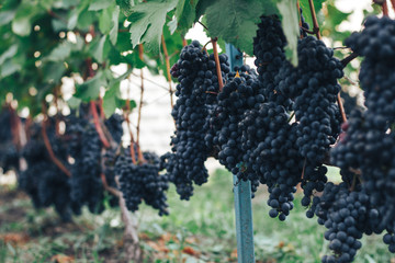 vineyard and grapes
