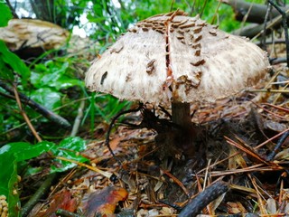 Beautiful big mushroom umbrella grows in a summer forest.