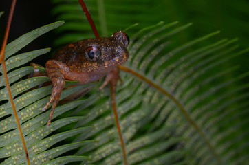 image of a Kinabalu Slender Litter Frog on fern in the rainforest of Borneo 
