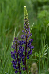 Lila Lupinen in einer Wiese im Frühjahr