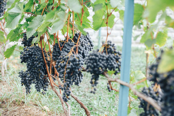 vineyard and grapes