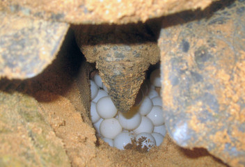 Detail of the exact moment in which a female of green turtle (Chelonia mydas) burying many freshly...