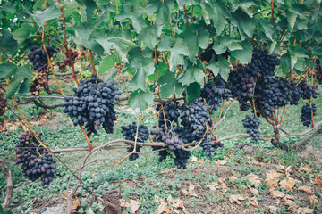 vineyard and grapes