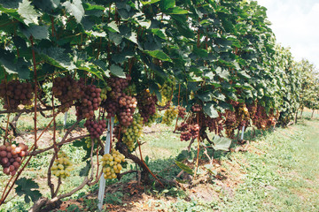 vineyard and grapes