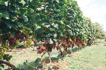 vineyard and grapes