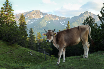 Fototapeta na wymiar Young cow in front of mountains