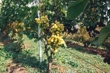 vineyard and grapes
