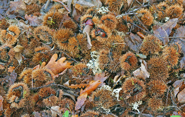 Chesnut (Castanea sativa) fruits on the floor, in Galicia, Spain.