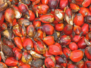 Seeds of African oil palm (Elaeis guineensis) in Guinea-Bissau, West Africa.