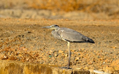 Garza real (Ardea cinerea) Ibérica 