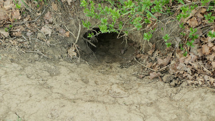 Hole burrows European beaver Castor fiber near the shore with plants and shrubs, dams and arhole built forest bank. beavers counts den pit to build nests castles river Morava. Europe largest rodent