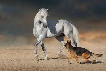 Beautiful white horse with long mane run and play with dog in desert dust