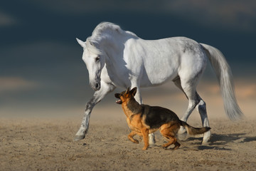 Plakat Beautiful white horse with long mane run and play with dog in desert dust