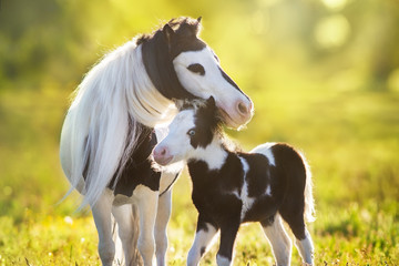 Beautiful piebald pony foal with mareoin green pasture - Powered by Adobe