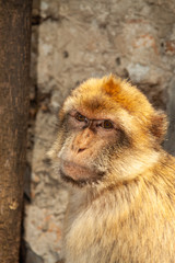 Barbary Macaque