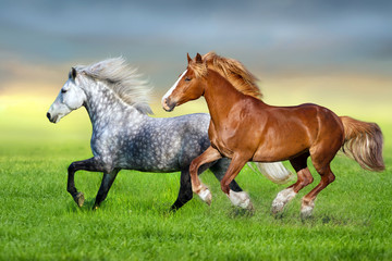 Grey and red horse run gallop on spring green meadow