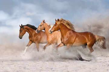 Horse herd  galloping on sandy dust against sky