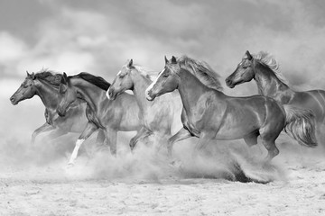 Horses run gallop isolated on desert dust. Black and white