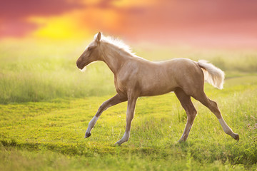 Plakat horse and foal