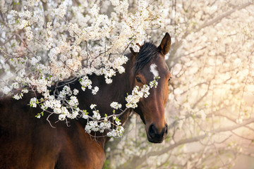 portrait of a horse