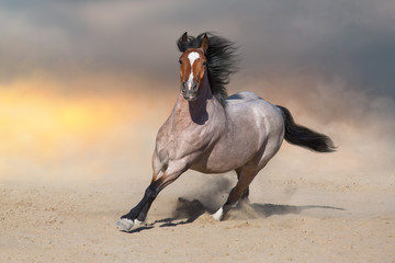 Bay horse run on desert dust
