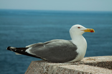 Resting seagull