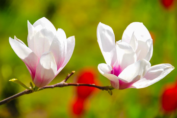 spring magnolia flowers, natural abstract soft floral background