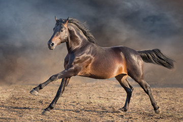 Fototapeta na wymiar Bay horse with lomg mane