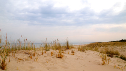 Dunes, dry plants, the Baltic Sea. Cloudy sky, golden sand

