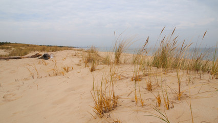 Dunes, dry plants, the Baltic Sea. Cloudy sky, golden sand
