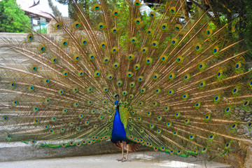 Obraz premium Peacock. Close up of peacock showing its beautiful feathers. male peacock displaying his tail feathers.