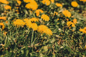 Green field with yellow dandelions.