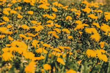 Green field with yellow dandelions.